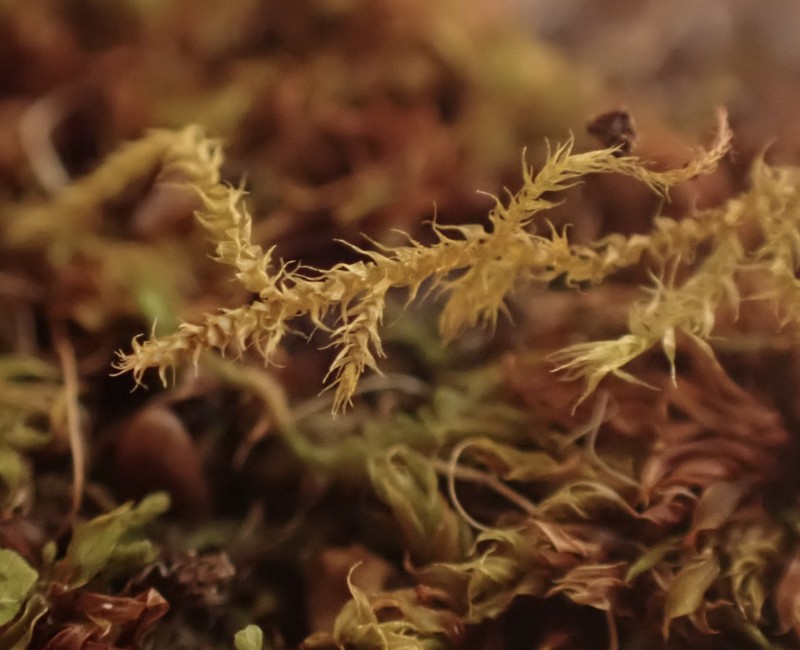 Brachythecium Moss photo 4