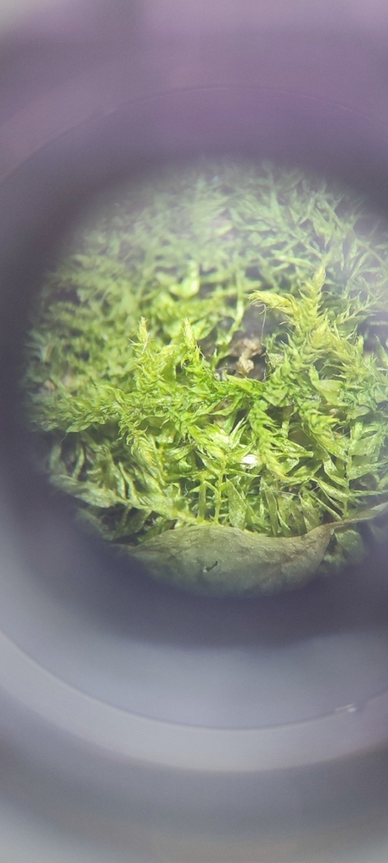 Brachythecium Moss photo 5