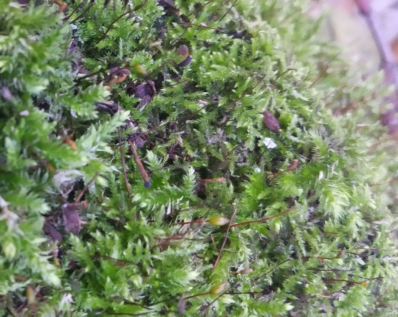 Brachythecium Moss photo 6