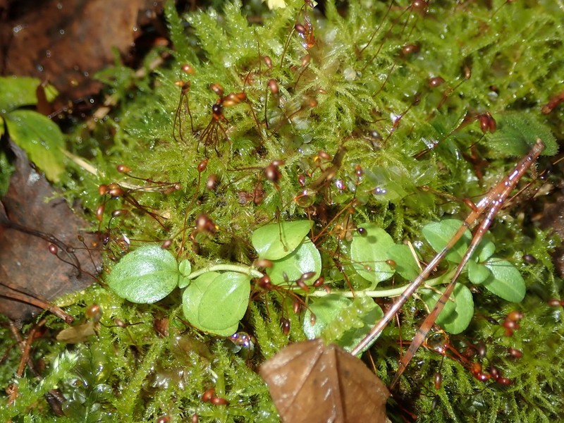 Brachythecium Moss photo 7