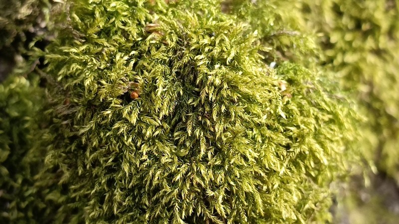 Brachythecium Moss photo 8