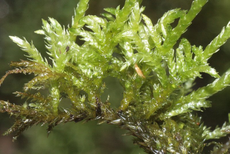 Brachythecium Moss