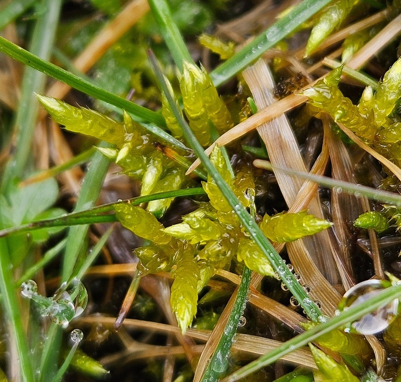 Brachythecium Moss