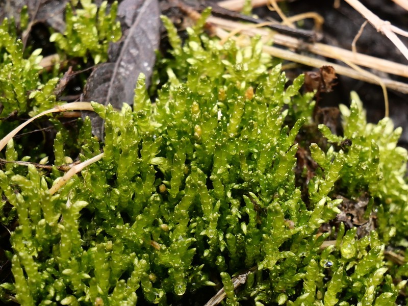 Brachythecium Moss photo 2