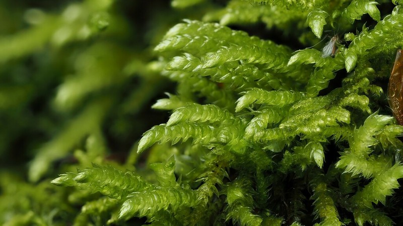 Brachythecium Moss photo 3