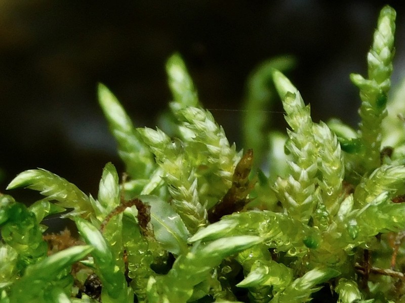 Brachythecium Moss photo 4