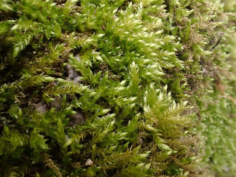 Brachythecium Moss photo 5