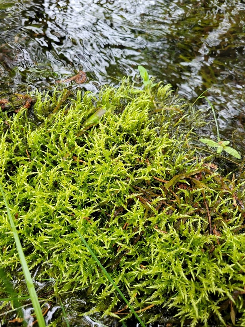 Brachythecium Moss photo 6