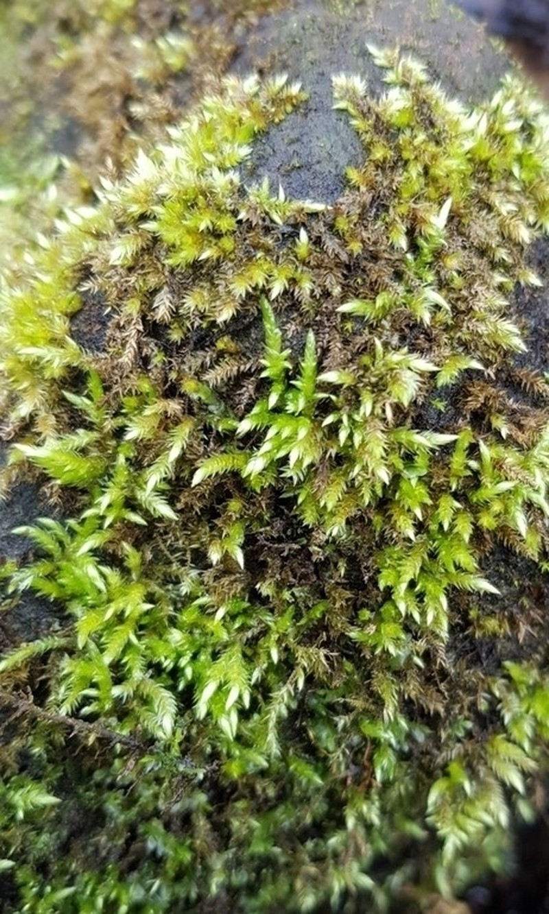 Brachythecium Moss photo 7