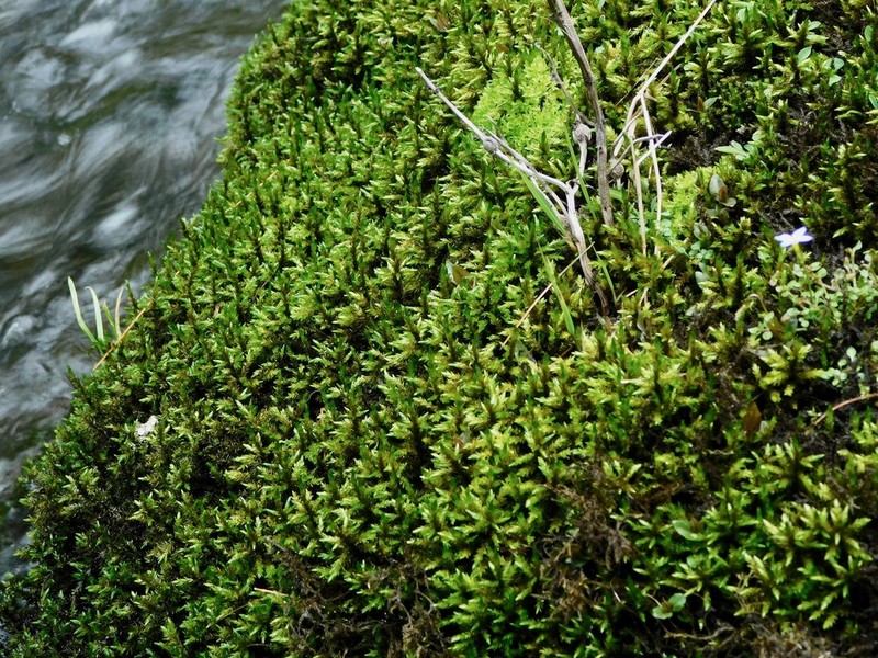 Brachythecium Moss photo 8