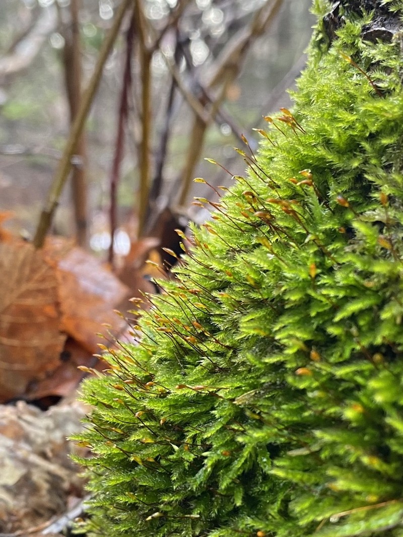 Brachythecium Moss