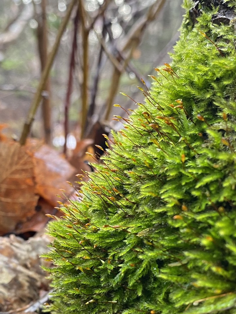 Brachythecium Moss photo 2