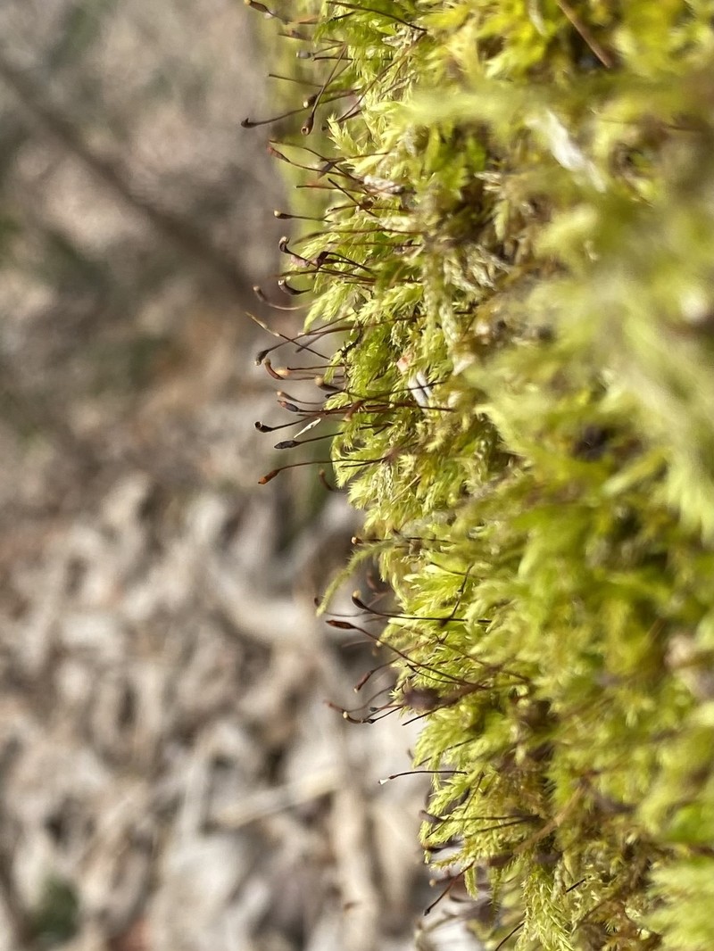 Brachythecium Moss photo 3