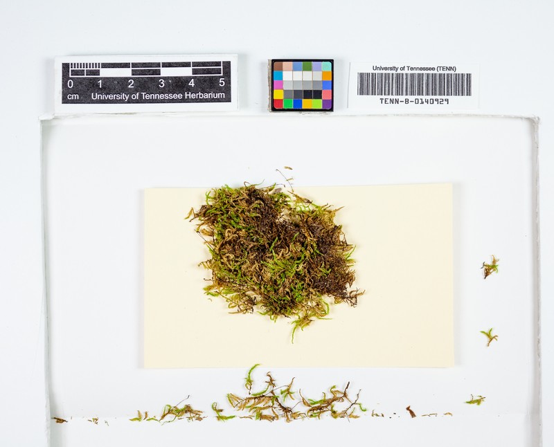 Brachythecium Moss photo 4
