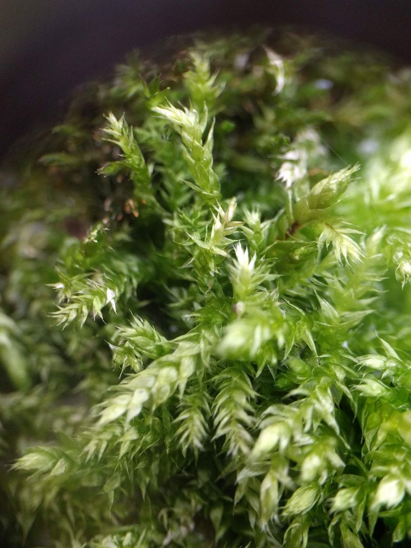 Brachythecium Moss