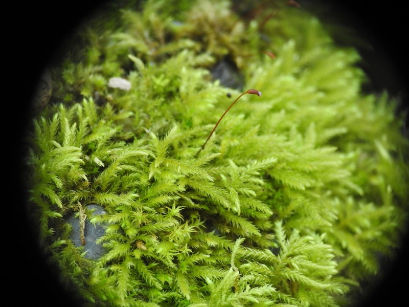 Brachythecium Moss