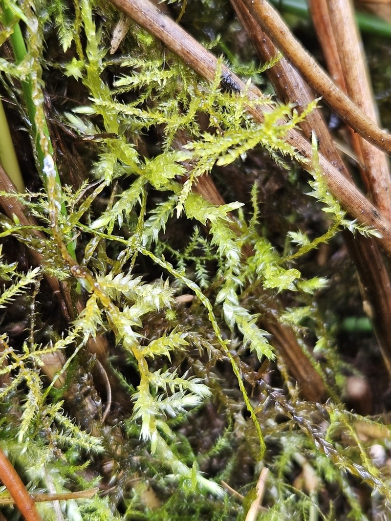 Brachythecium Moss photo 2