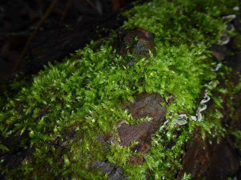 Brachythecium Moss photo 3