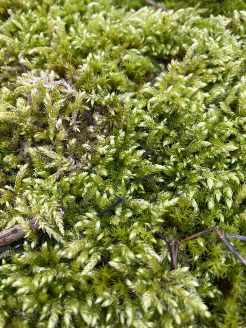 Brachythecium Moss photo 4
