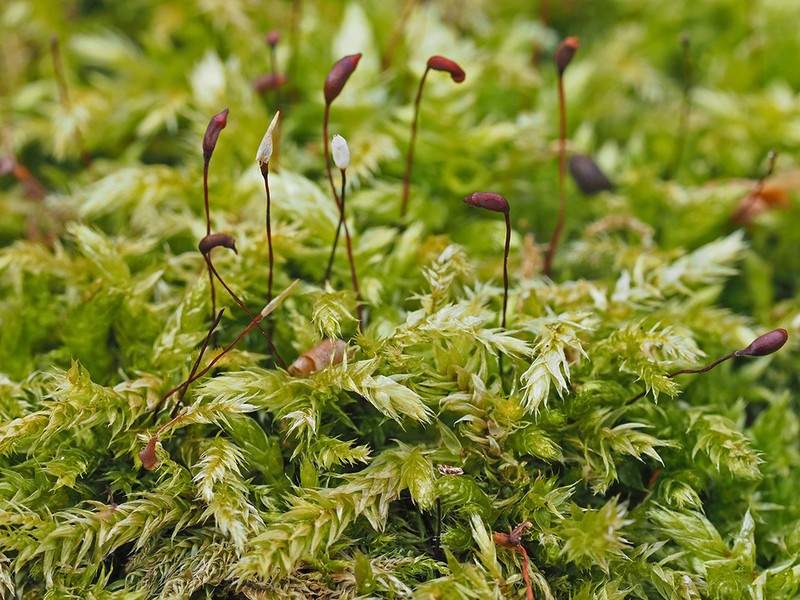 Brachythecium Moss photo 5