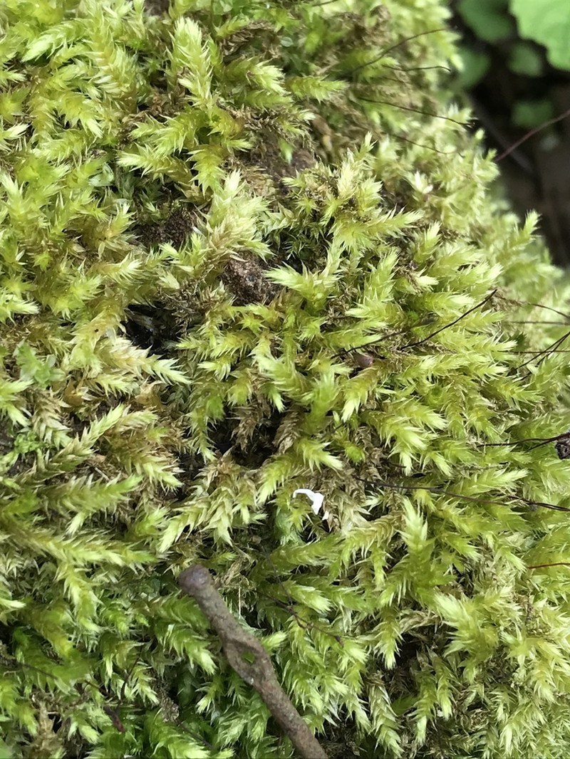 Brachythecium Moss photo 6