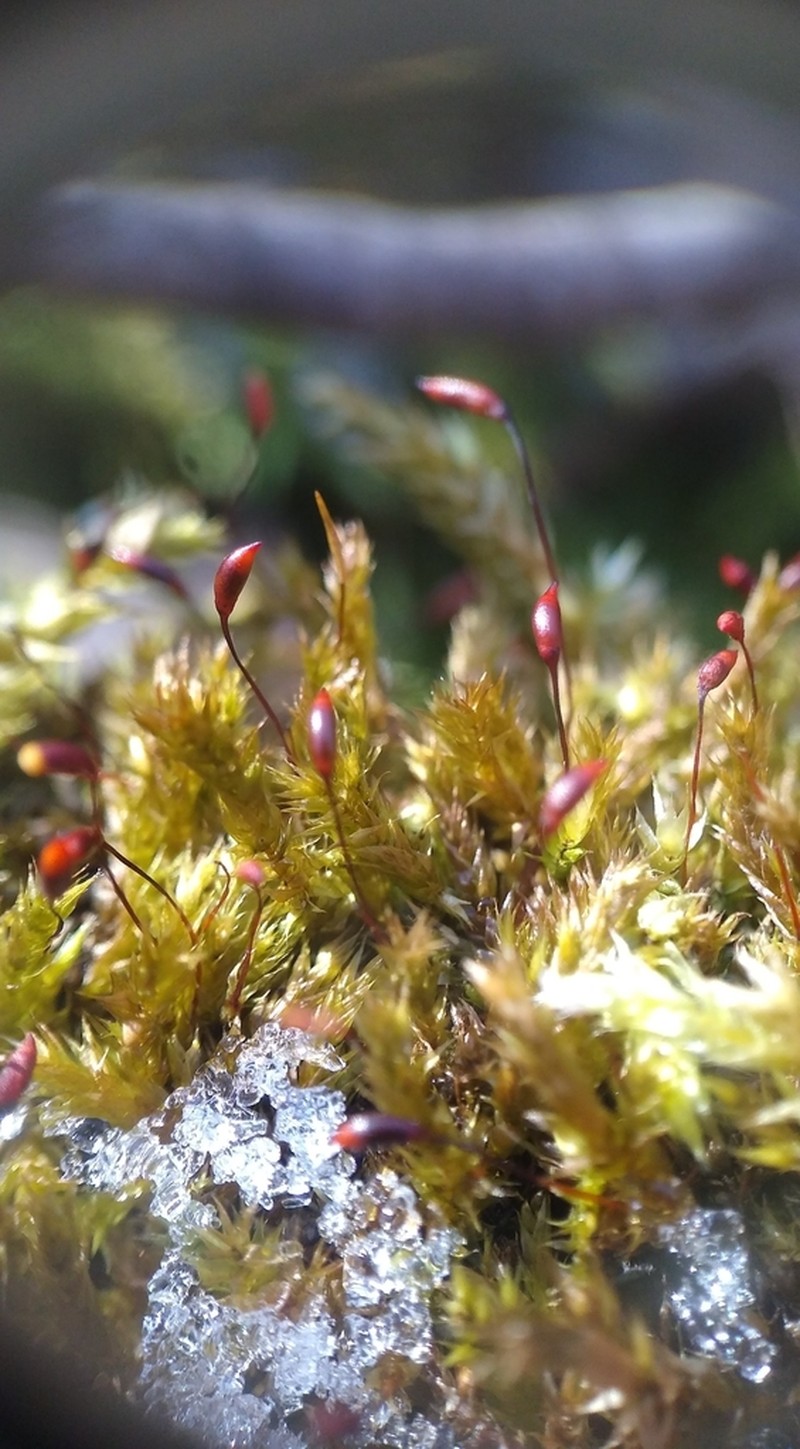 Brachythecium Moss photo 7