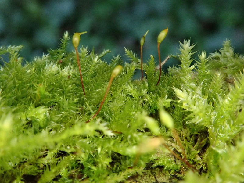 Brachythecium Moss photo 8