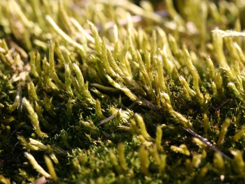 Brachythecium Moss