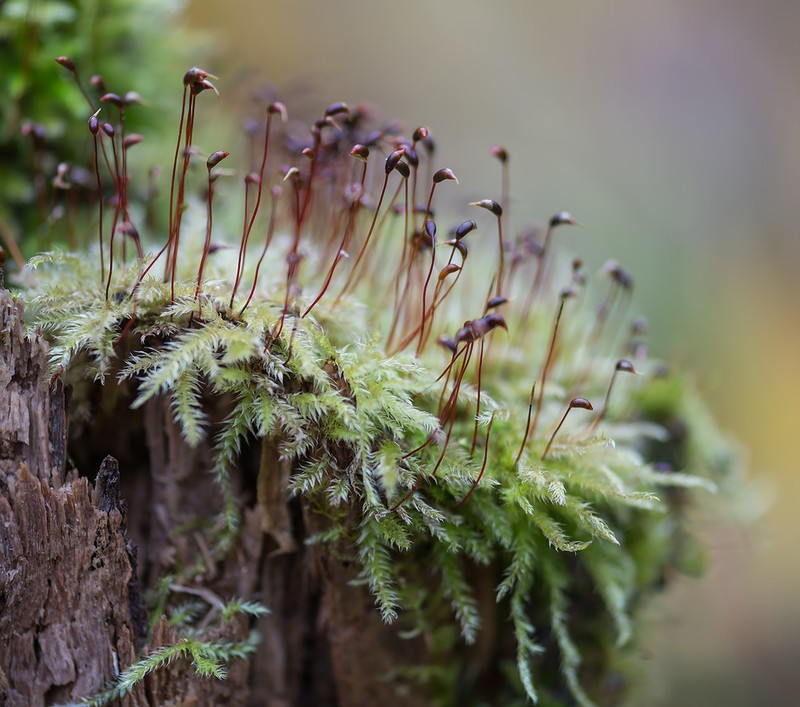 Brachythecium Moss photo 2