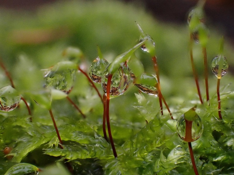 Brachythecium Moss photo 3
