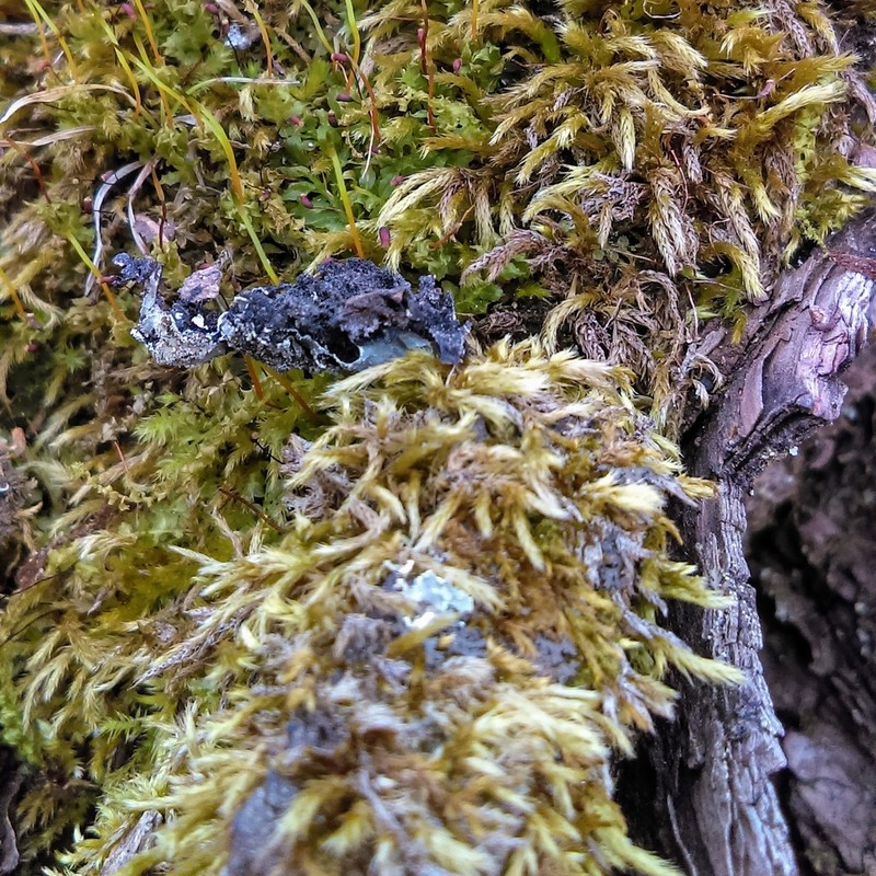 Brachythecium Moss photo 4