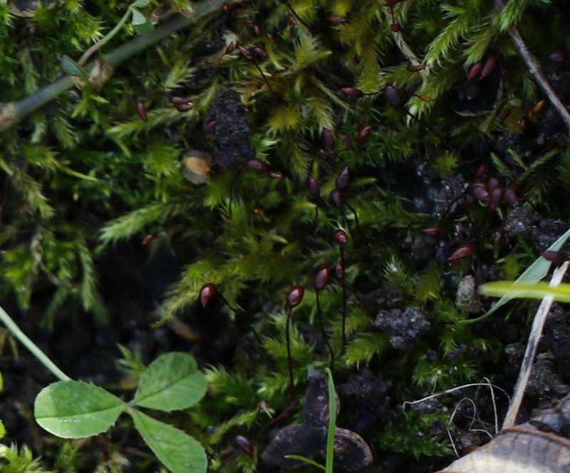 Brachythecium Moss photo 5