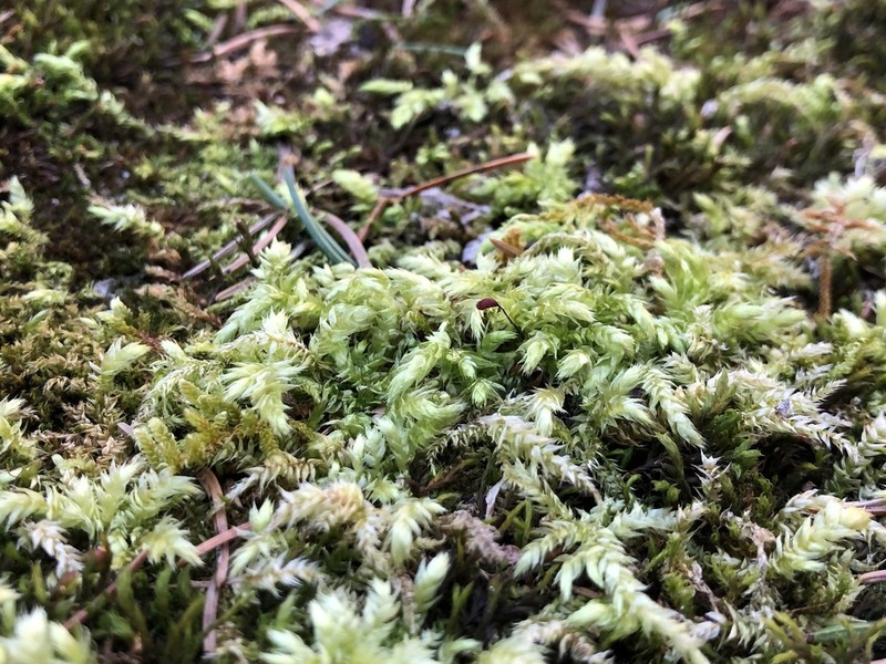Brachythecium Moss photo 6