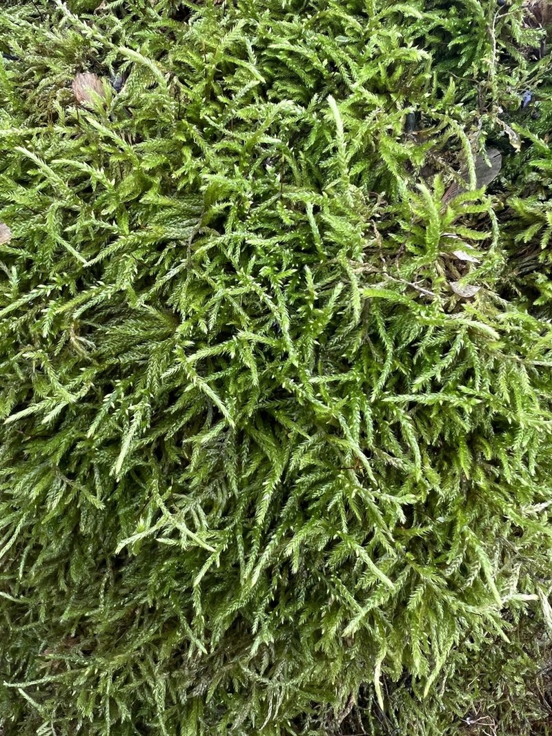 Brachythecium Moss photo 7