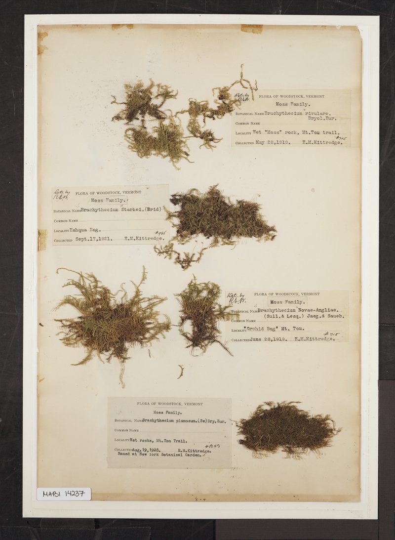 Starke's Brachythecium Moss
