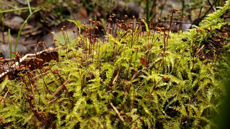 Starke's Brachythecium Moss