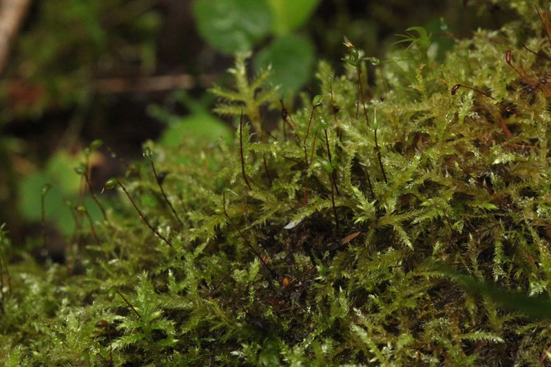 Starke's Brachythecium Moss photo 2