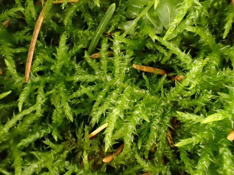 Starke's Brachythecium Moss photo 3