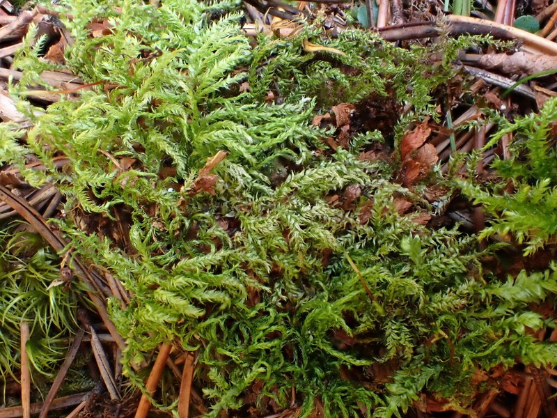 Starke's Brachythecium Moss photo 4