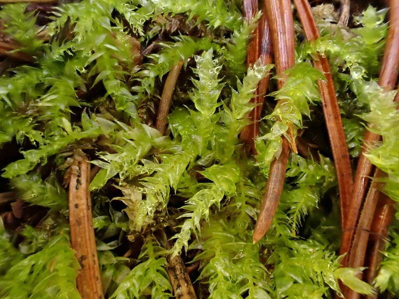 Starke's Brachythecium Moss photo 5