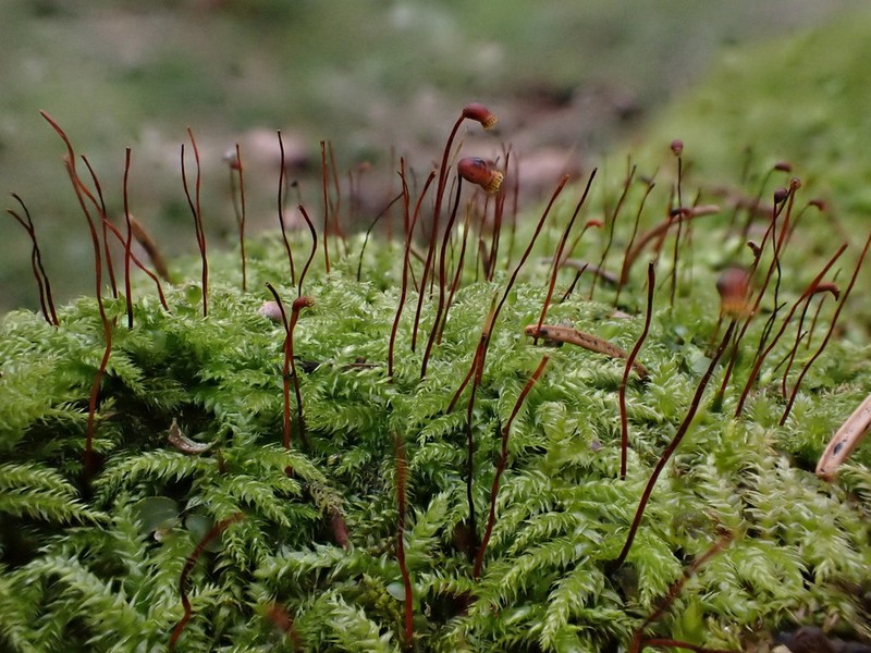 Starke's Brachythecium Moss photo 6