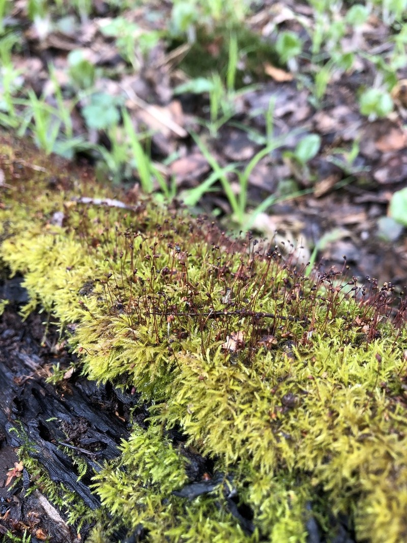 Starke's Brachythecium Moss photo 7