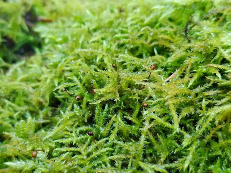 Starke's Brachythecium Moss photo 8