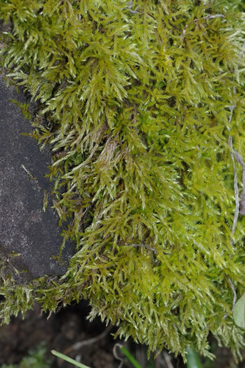 Brachythecium Moss