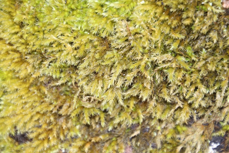 Brachythecium Moss photo 2