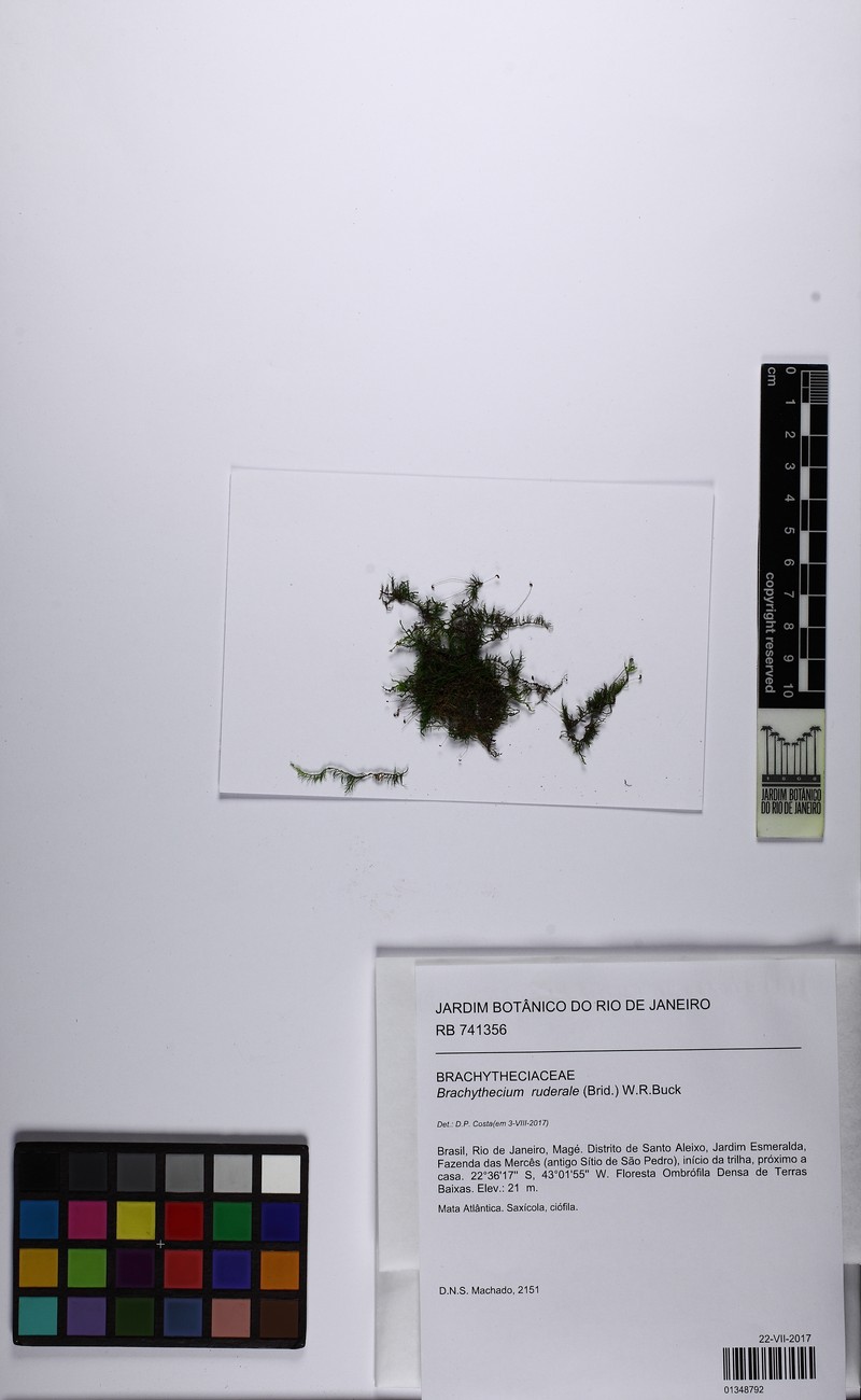 Brachythecium Moss photo 3
