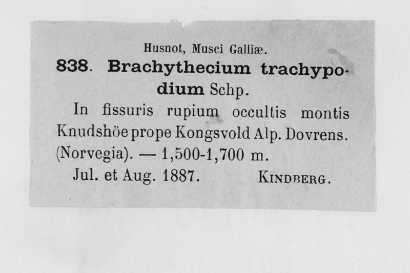 Brachythecium Moss photo 3