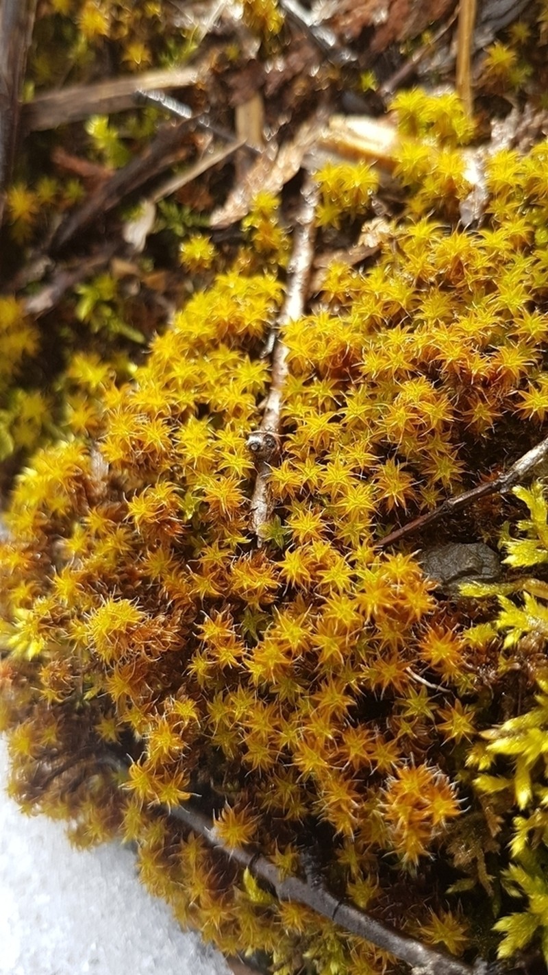 Turgid Brachythecium Moss