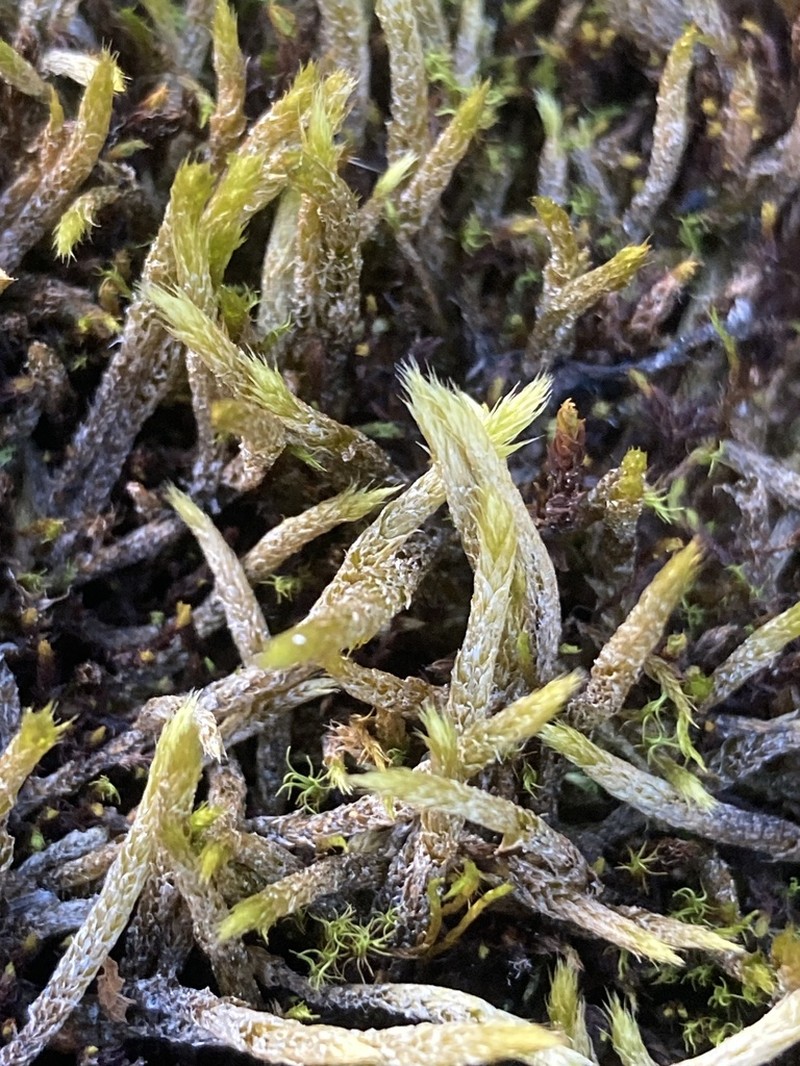 Turgid Brachythecium Moss photo 2