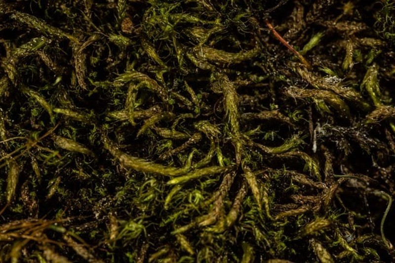 Turgid Brachythecium Moss photo 3